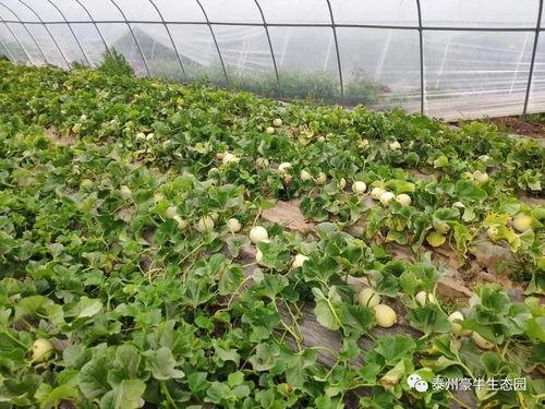 句容吃瓜大赛官网入口在哪